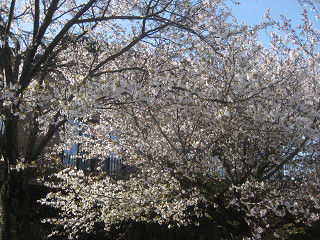 resize0291