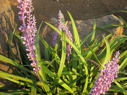 resize0398