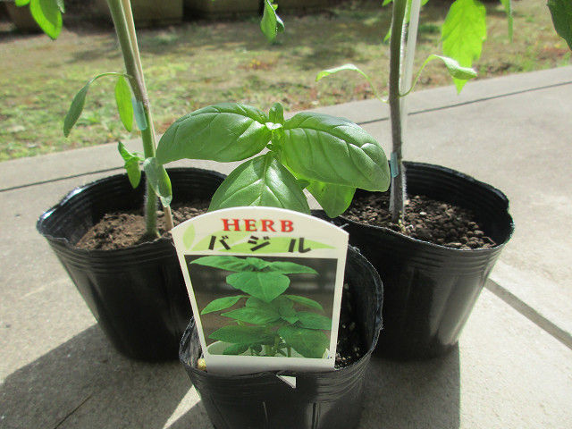 トマト バジル サニーレタス植えました プランター栽培 気ままにblog