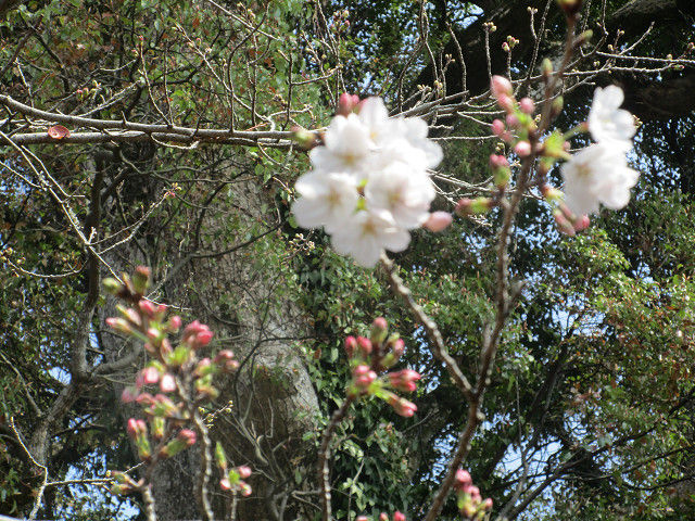 resize0045