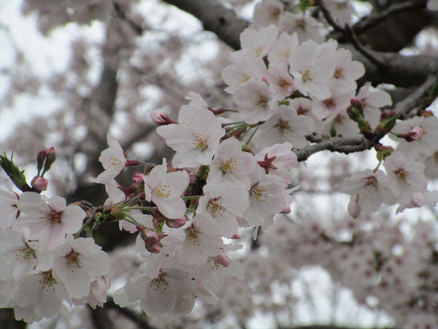 resize0393