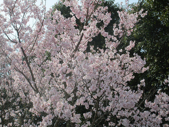 resize0049