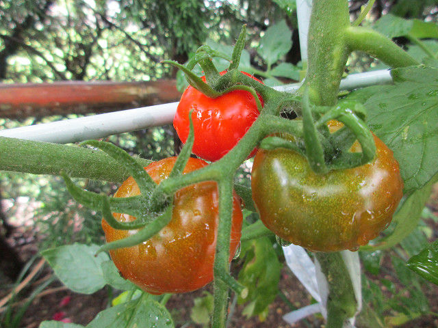 中玉トマトがミニトマトみたいな トマトときゅうりの収穫 プランター栽培 気ままにblog