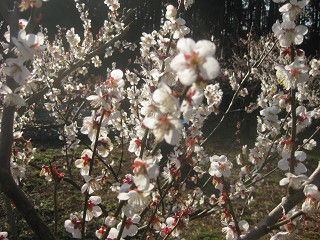 resize0045