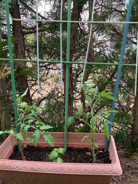 ミニトマト アイコ の苗に支柱を立てました プランター栽培 気ままにblog