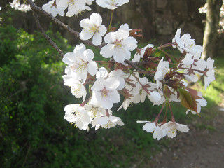 resize0292