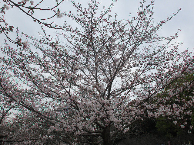resize0054