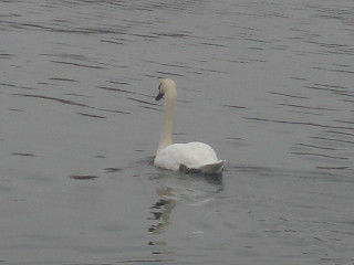 resize0241