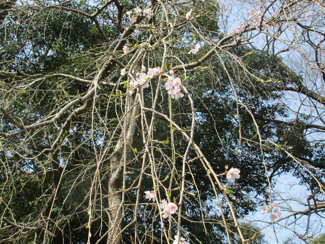 resize0046