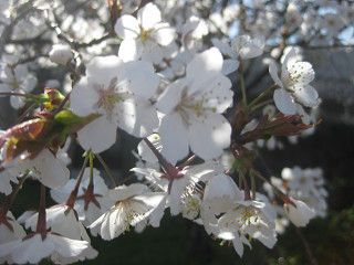 resize0294
