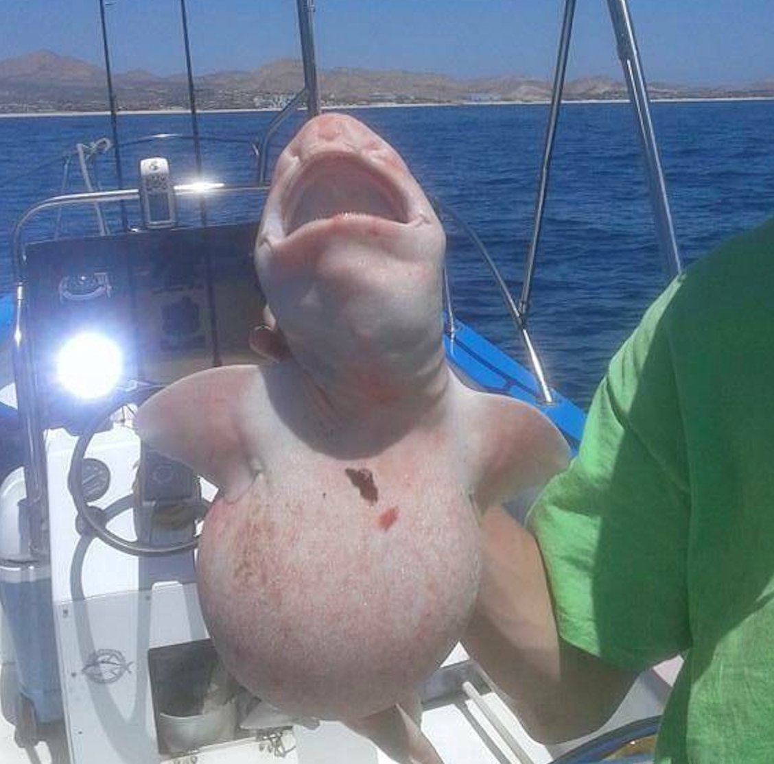 不気味な生き物にネットが騒然 メキシコ沖でエイリアン捕獲 I Ll Always Love You Blog 不気味な生き物にネットが騒然 メキシコ沖でエイリアン捕獲 I Ll Always Love You Blog