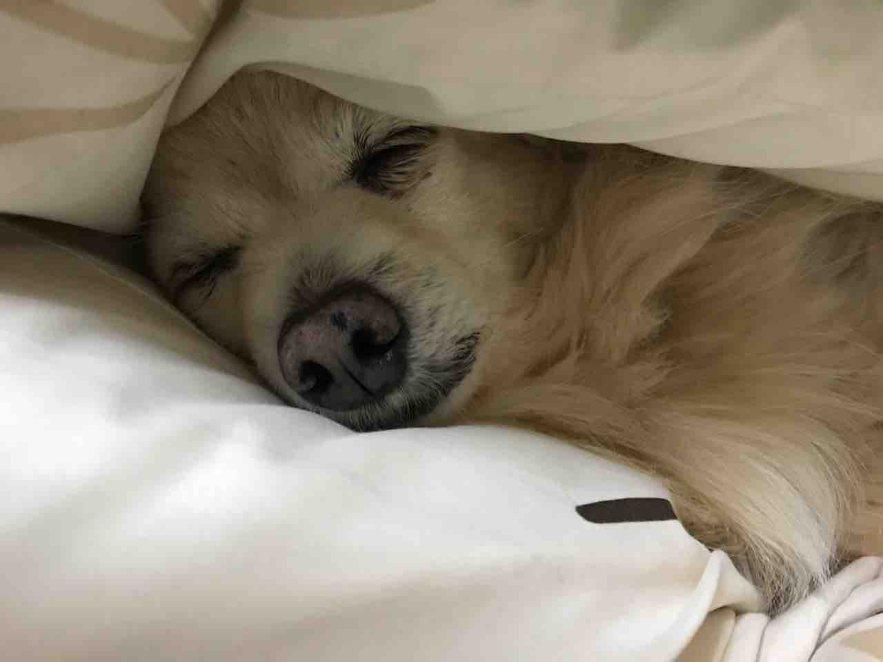 癒しの寝顔 保護猫うたくん日記