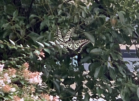 image7