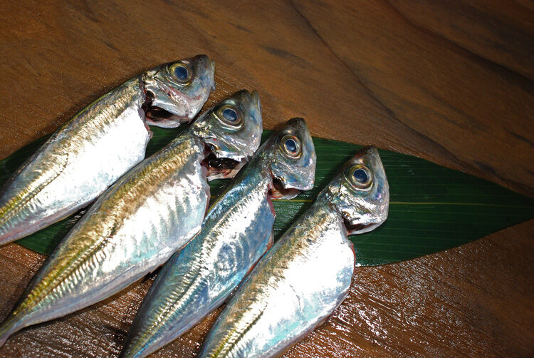 豆鯵大変 でも簡単 刺身さばきかた動画 についてまとめてみた 釣りの一歩のblog