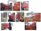 洛北紅葉2