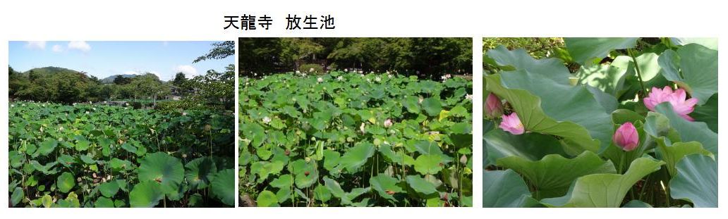 紳ちゃん 京都 蓮 大覚寺大沢の池 天龍寺 放生池 紳ちゃん 京都 蓮 大覚寺大沢の池 天龍寺 放生池