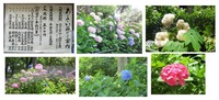 紫陽花祭り