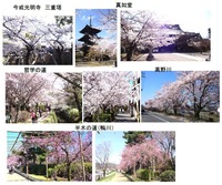 京都ー桜2