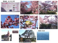 atami-sakura