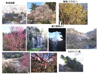 atami-ume