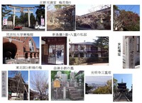 八重の桜1