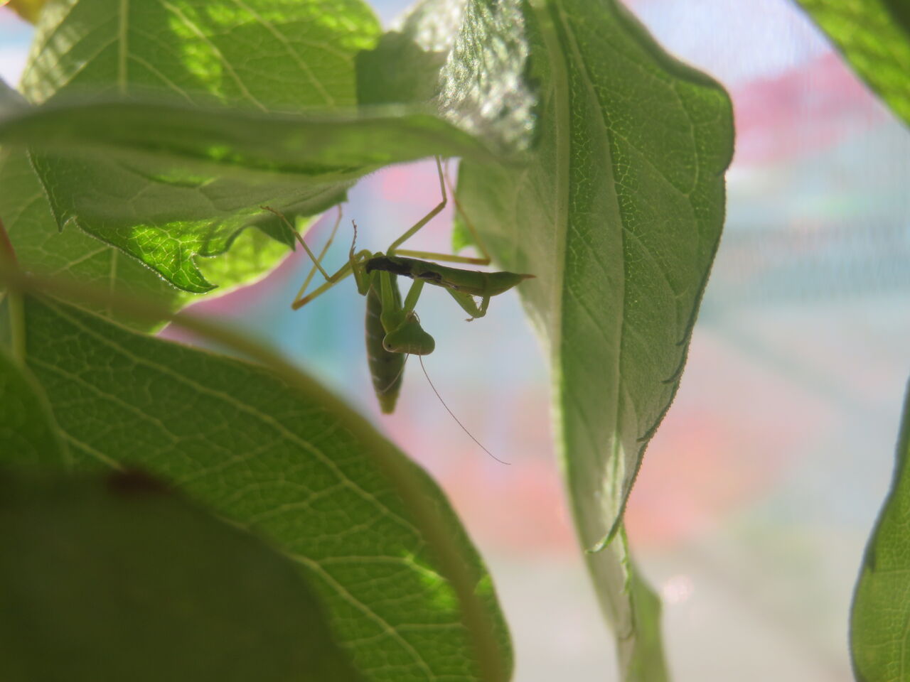 コカマキリとチョウセンカマキリが居ます Maimoな生活