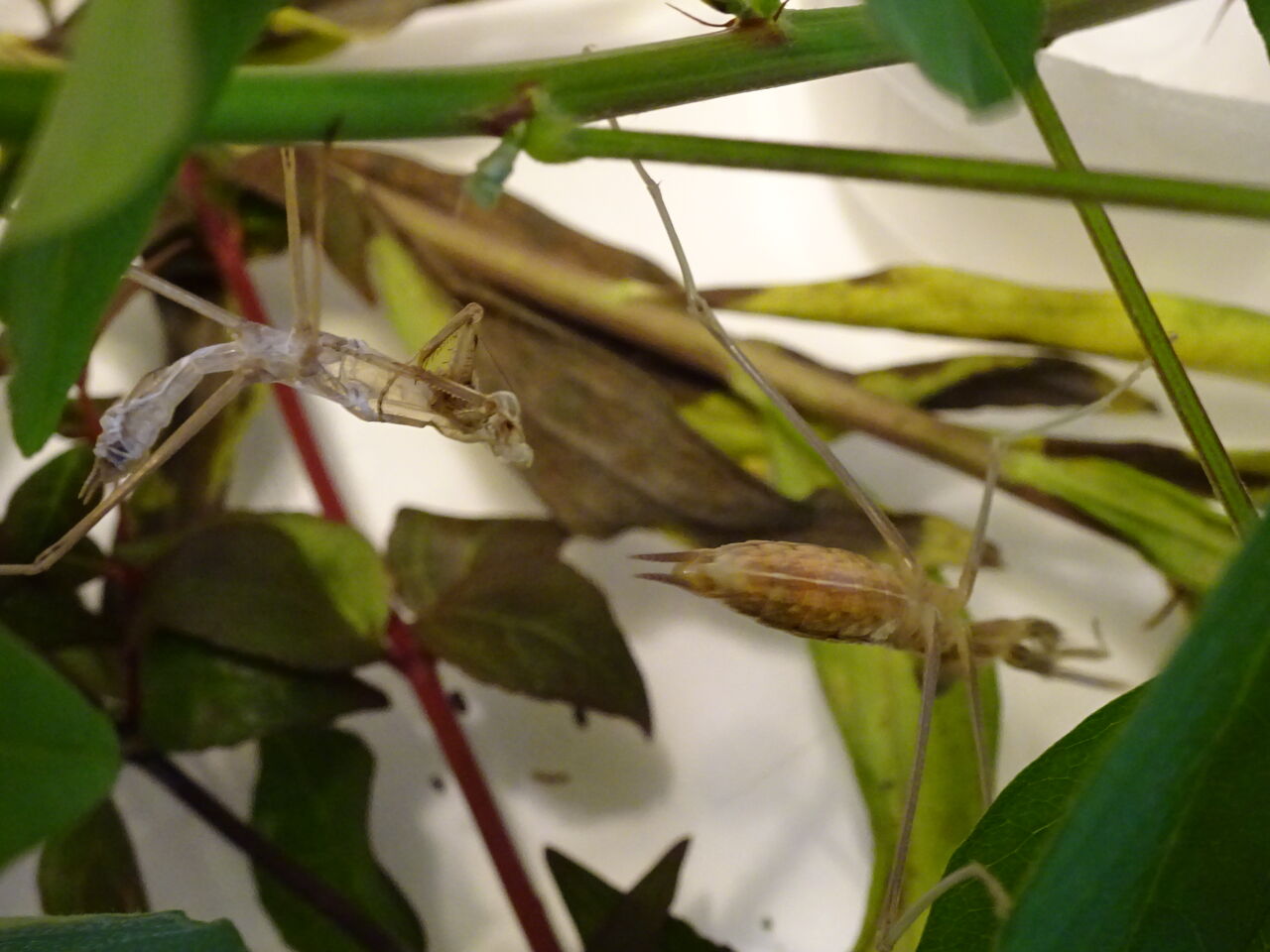 5回目の脱皮をしました オオカマキリ Maimoな生活 5回目の脱皮をしました オオカマキリ Maimoな生活