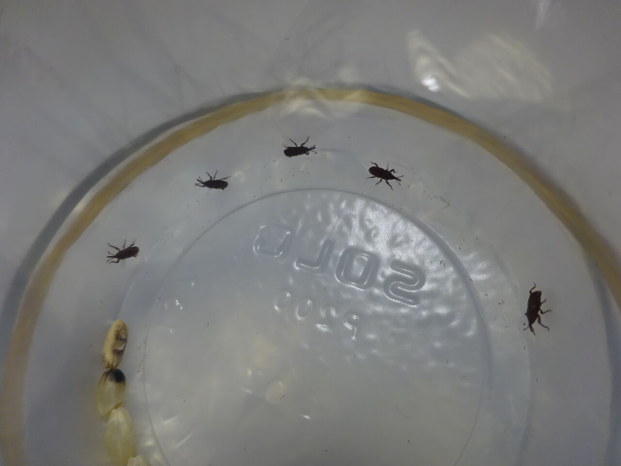 ついに奴らが出ました コクゾウムシ Maimoな生活