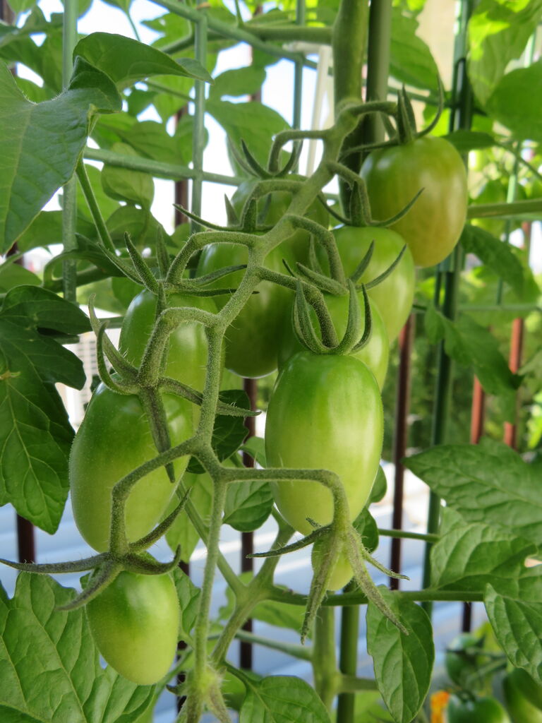 6月初めの家庭菜園 キュウリ ミニトマト Maimoな生活