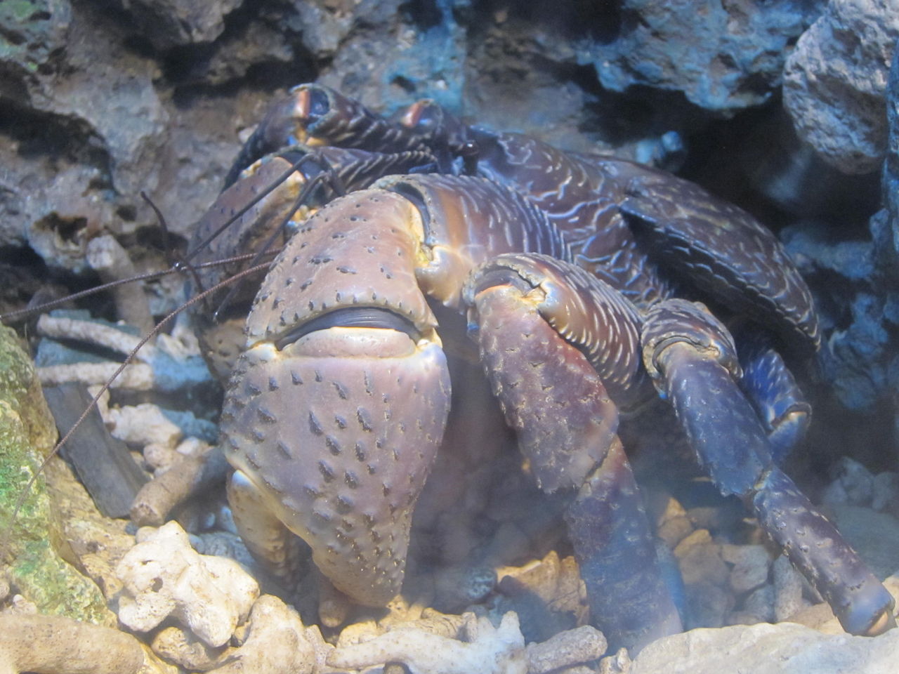16 7 15 沖縄旅行3日目その2 ちゅら海水族館 Maimoな生活 16 7 15 沖縄旅行3日目その2 ちゅら海水族館 Maimoな生活