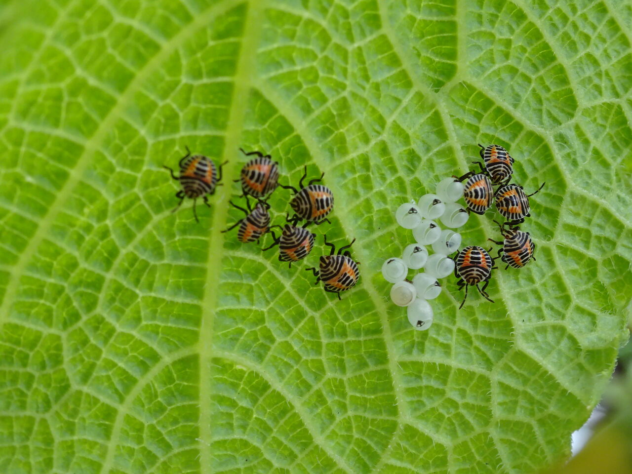 キュウリの葉っぱで生まれました Maimoな生活