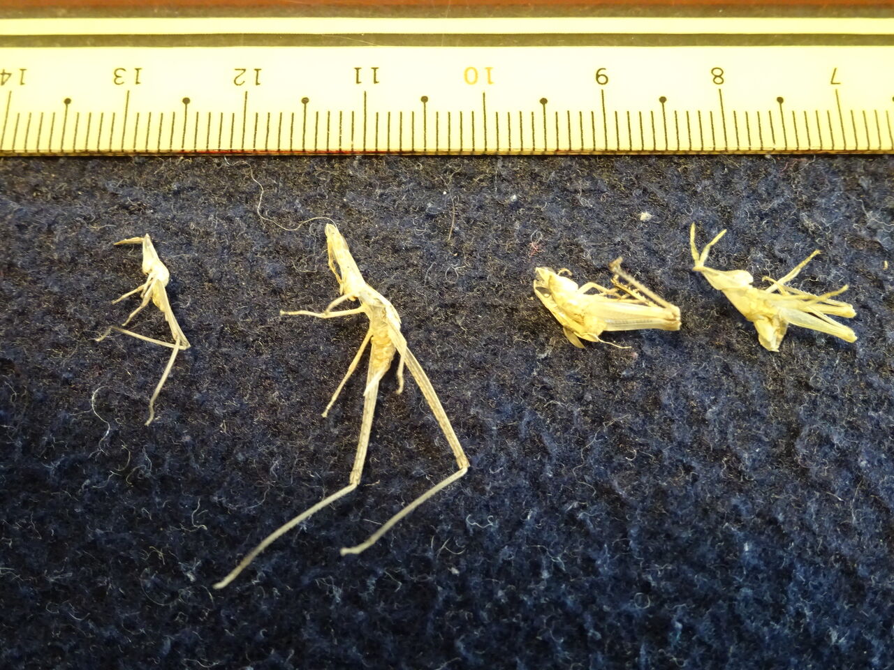 5回目の脱皮をしました オオカマキリ Maimoな生活