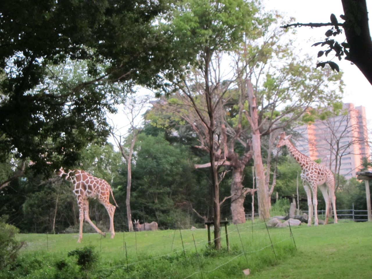 天王寺動物園ナイトｚｏｏ その２ Maimoな生活