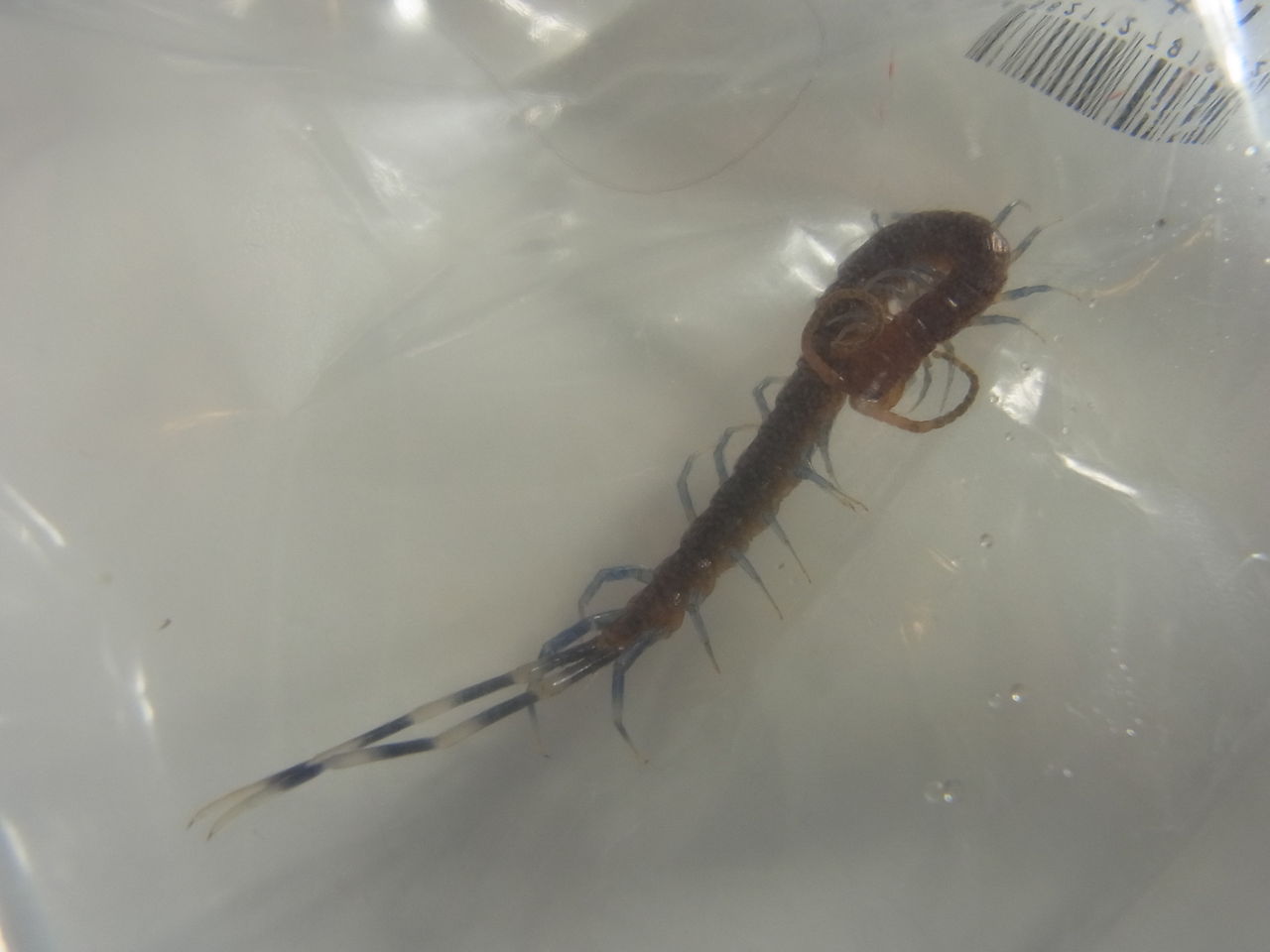 嫌な客 ムカデ Maimoな生活 嫌な客 ムカデ Maimoな生活