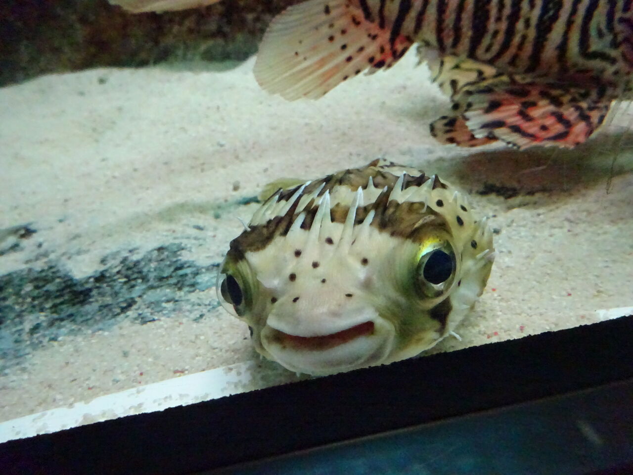 22 4 １ 春休みの須磨水族館その１ Maimoな生活