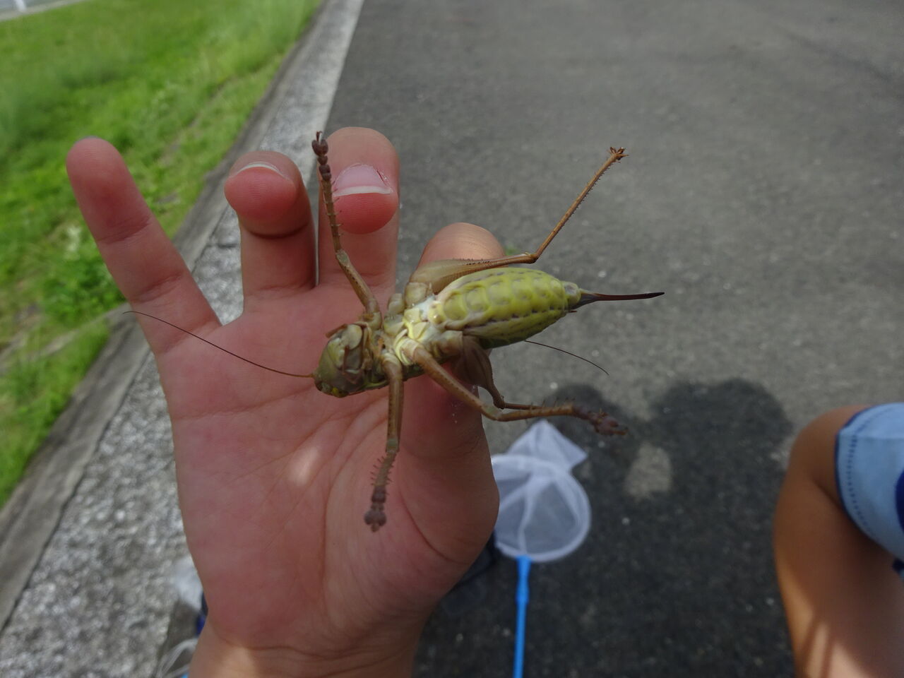 カマキリのエサのバッタ捕り Maimoな生活 カマキリのエサのバッタ捕り Maimoな生活