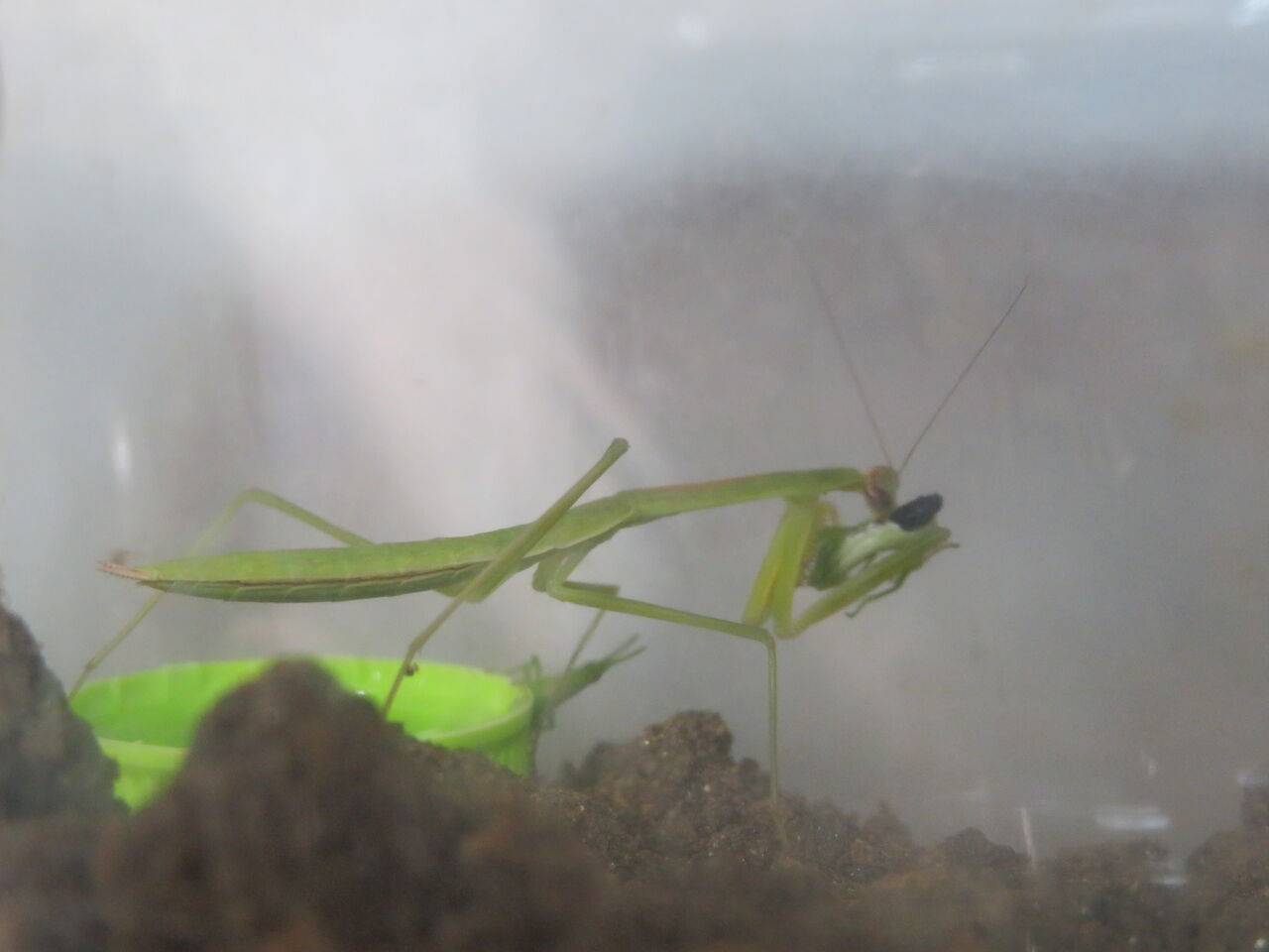 夏休みのお客さん Maimoな生活 夏休みのお客さん Maimoな生活