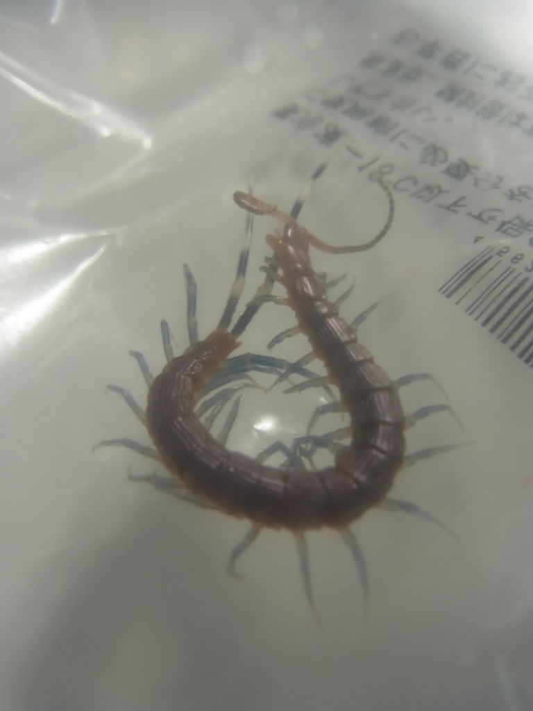 嫌な客 ムカデ Maimoな生活 嫌な客 ムカデ Maimoな生活