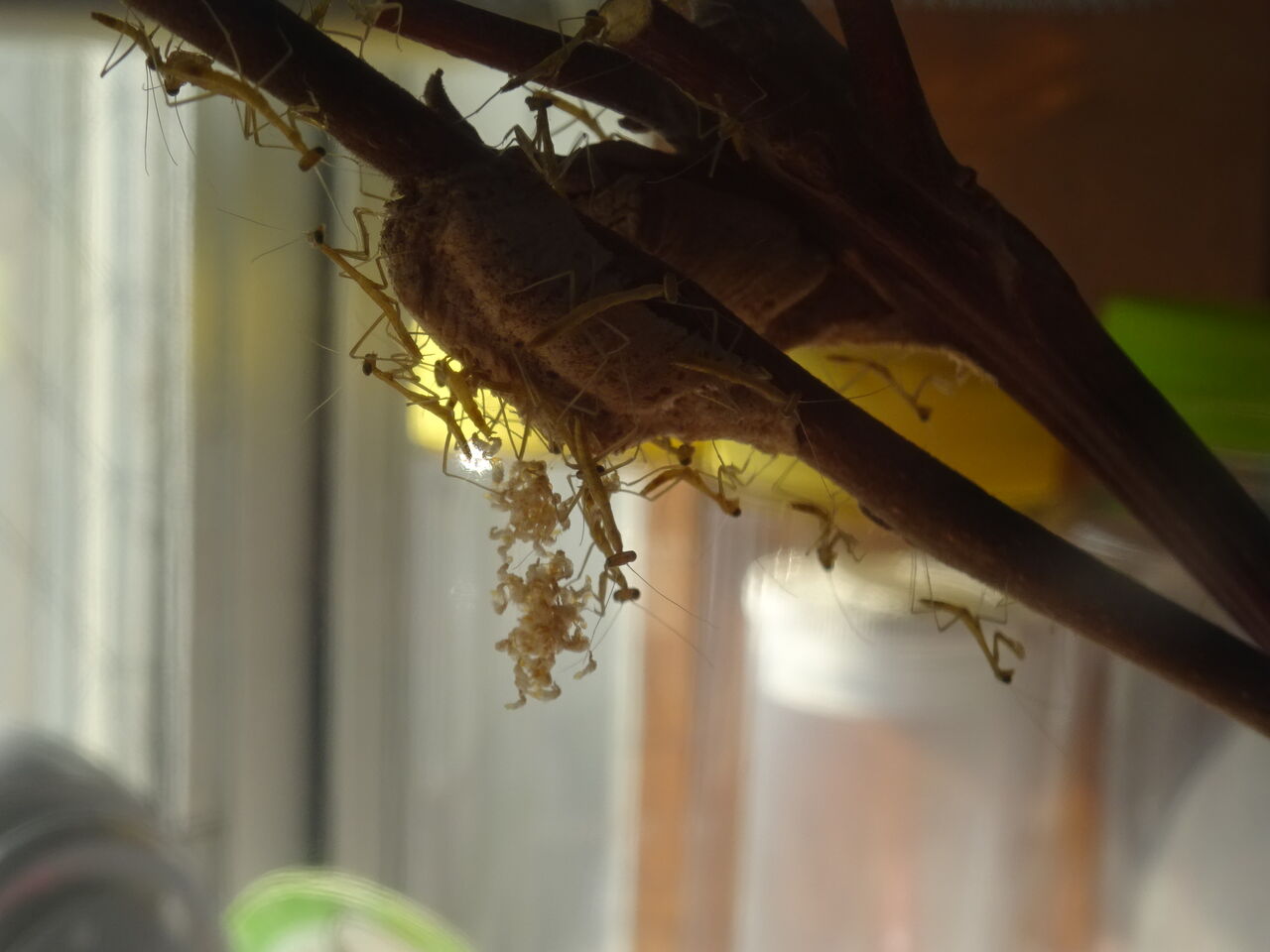 21 5 29 チョウセンカマキリが孵化しました Maimoな生活