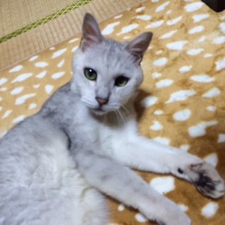 2014815しるく3