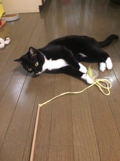 201610715にゃあ1