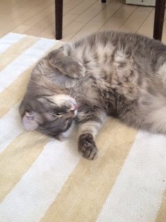 20160804きんぐ1