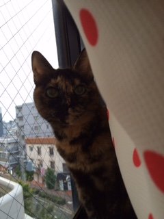 201509010ぴぴ1