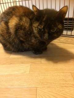 20151217とらちゃんたち3