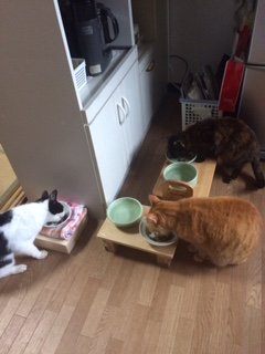 20160316さんびき1