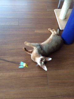 20150702とまと4