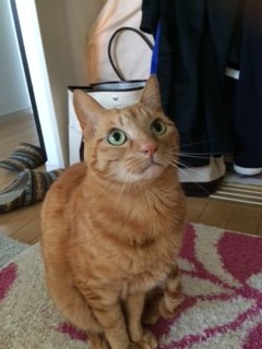 20150426豆とら2