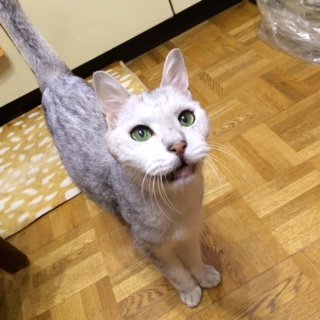 2014914しるく1