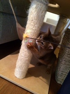 20150702とまと2