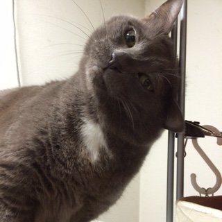 20150130ぎどら1